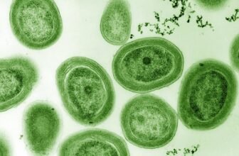 Historical Micro organism Have been Respiration Le...